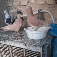 ۵ تا کفتر بهبهانی نر هوایی باهم ۵۰۰|پرنده|شیراز, شهرک زینبیه|دیوار