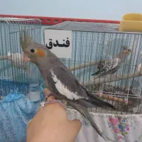 عروس هلندی سرلاکی|پرنده|اهواز, کیانشهر|دیوار