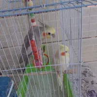 عروس هلندی نر و ماده سخنگو