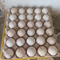 تخم بوقلمون نطفه دار