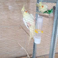 توتی عروس|پرنده|لولمان, |دیوار