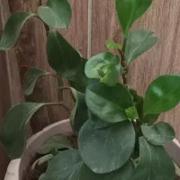 دیفن باخیا|گل و گیاه طبیعی|نورآباد, |دیوار