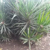 گل یوگا ۳ ساله|گل و گیاه طبیعی|رودسر, |دیوار