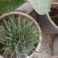 گلهای طبیعی|گل و گیاه طبیعی|شازند, |دیوار