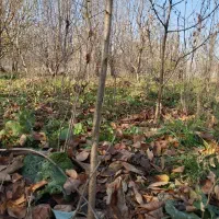 نهال گیلاس خودرو محدود