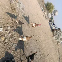 بوقلمون|حیوانات مزرعه|آفتاب, |دیوار