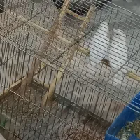 فروش کوتوله برزیلی|پرنده|شهرکرد, |دیوار