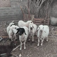 فروش فوری بز و گوسفند|حیوانات مزرعه|هیرمند, |دیوار