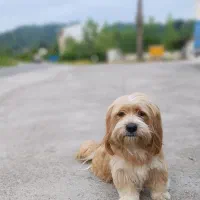 شیتزو تیریر