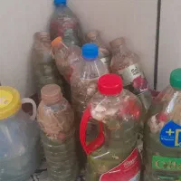 خیارشور محلی