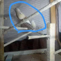 فنچ  گلدین|پرنده|تهران, شمیران‌نو|دیوار