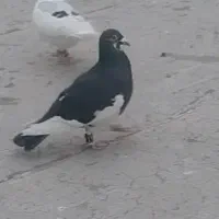 کبوتر صید گرفتنی پر سفید عطیقه