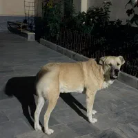 سگ سرابی اصیل