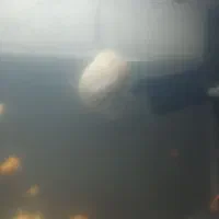 حلزون|خزنده|تهران, ازگل|دیوار