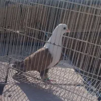کبوتر کله سفید