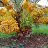 نخل مجول مراکشی اصل|خدمات باغبانی و درختکاری|سراوان, |دیوار