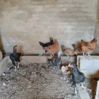 مرغ لاری و گلین و محلی|حیوانات مزرعه|بروجرد, |دیوار