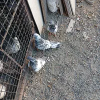 کبوتر خوب سه عدد|پرنده|صفادشت, |دیوار