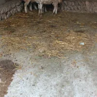 بره|حیوانات مزرعه|بندرعباس, |دیوار