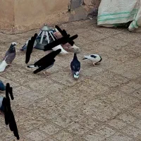 حدود 20عدد جوجه
