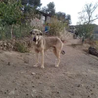 پژدر اصیل ۱۴ ماهه