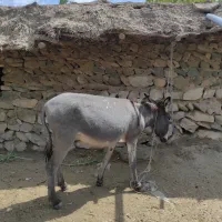 الاغ فروشی|حیوانات مزرعه|بافت, |دیوار