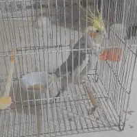 عروس هلندی قیمت ۸۰۰