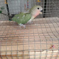 جوجه طوطی برزیلی