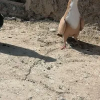 ماده زرد ریشی|پرنده|زرند, |دیوار