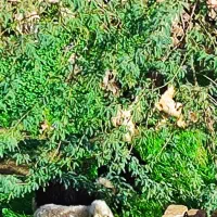 گوشت گوسفند|خدمات پذیرایی، مراسم|مسجد سلیمان, |دیوار