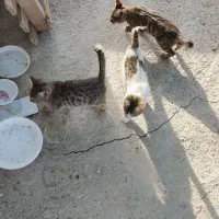 واگذاری بچه گربه|گربه|کوار, |دیوار