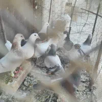 کبوتر
