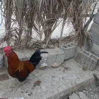 خروس جوان و زرنگ و مرغ گیر ۴۰ تاج و ریشی|حیوانات مزرعه|برازجان, |دیوار