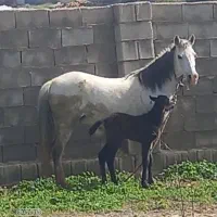 فروش مادیون با کره نر