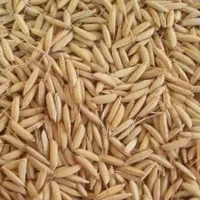 چلتیک چلتوک برنج شمیم هاشمی نخ بلند