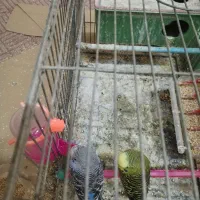 مرغ عشق با تخم جوجه