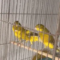 قراری نر وماده