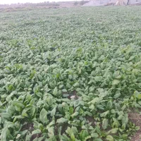 اسفناج بسیار تازه و ارگانیک|خوردنی و آشامیدنی|گرگان, |دیوار