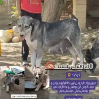 ماده سگ