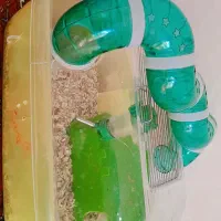 خوکچه هندی|موش و خرگوش|سیرجان, |دیوار