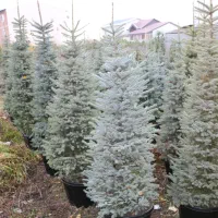 کاج نوئل آبی لوکس توپر برای فضای سبز و کریسمس