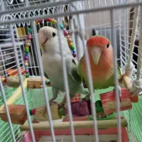 طوطی برزیلی هلویی جفت مولد