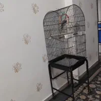 قفس بزرگ عروس هلندی، ملنگو،برزیلی و