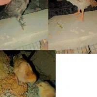 ج و ج ه