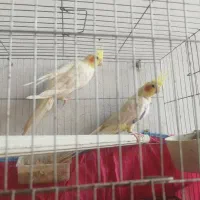 طوطی عروس لوتینو مولد دونه 850|پرنده|ارطه, |دیوار