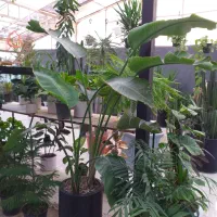 تخفیف بلک فراید گلخونه اسپلنت|گل و گیاه طبیعی|مشهد, شهرک صنعتی توس|دیوار