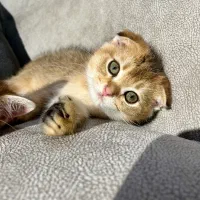 اسکاتیش نر دو ماهه