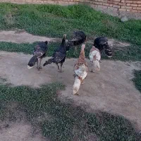 بوقلمون برنزه و بوربون|حیوانات مزرعه|گرگان, |دیوار