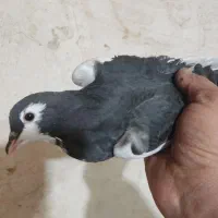 کفتر یکت پلاس سیاه و کفتر دوکت پلاس