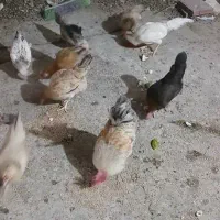 خروس ومرغ دورگ|حیوانات مزرعه|بندر ماهشهر, |دیوار